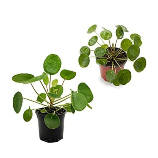Pack De 2 Pilea Peperomioides Naturales En Maceta De 12 Cm_0