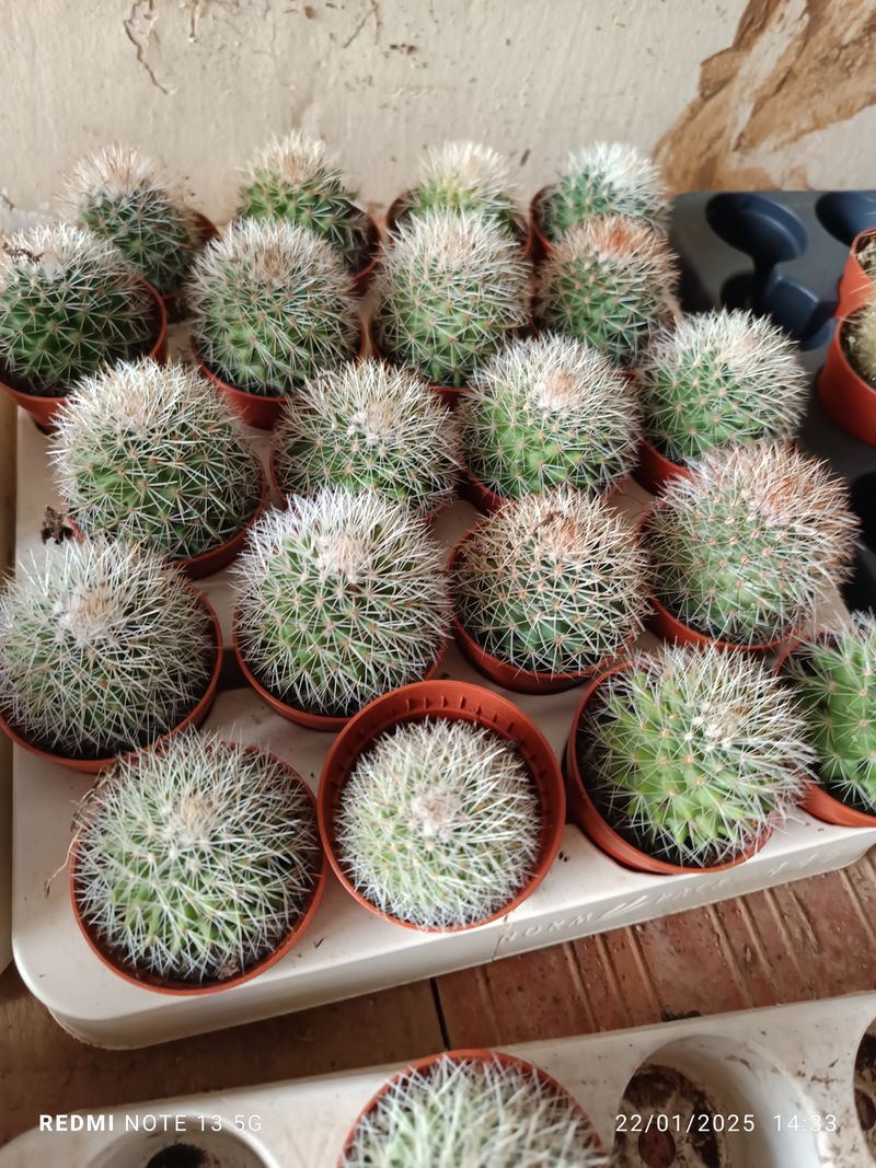 Mammillaria Hahniana Cactus Ø 5 Cm