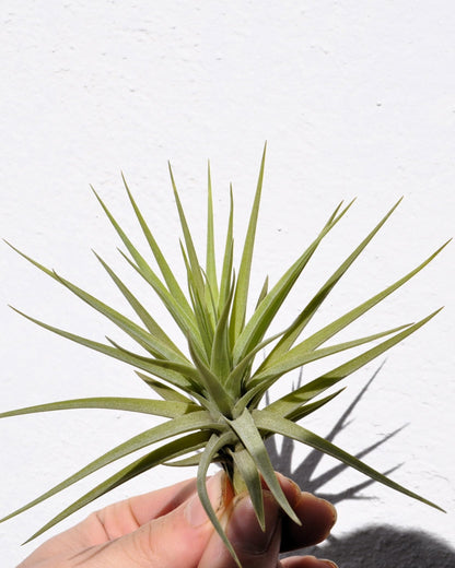 Tillandsia aeranthos; planta del aire, clavel del aire; Curiosarium; altura 15 cm, diámetro 15 cm_3