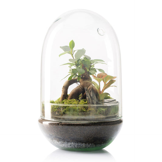 Terrario Madagascar Hole Ficus Retusa Ø19 x 30 cm