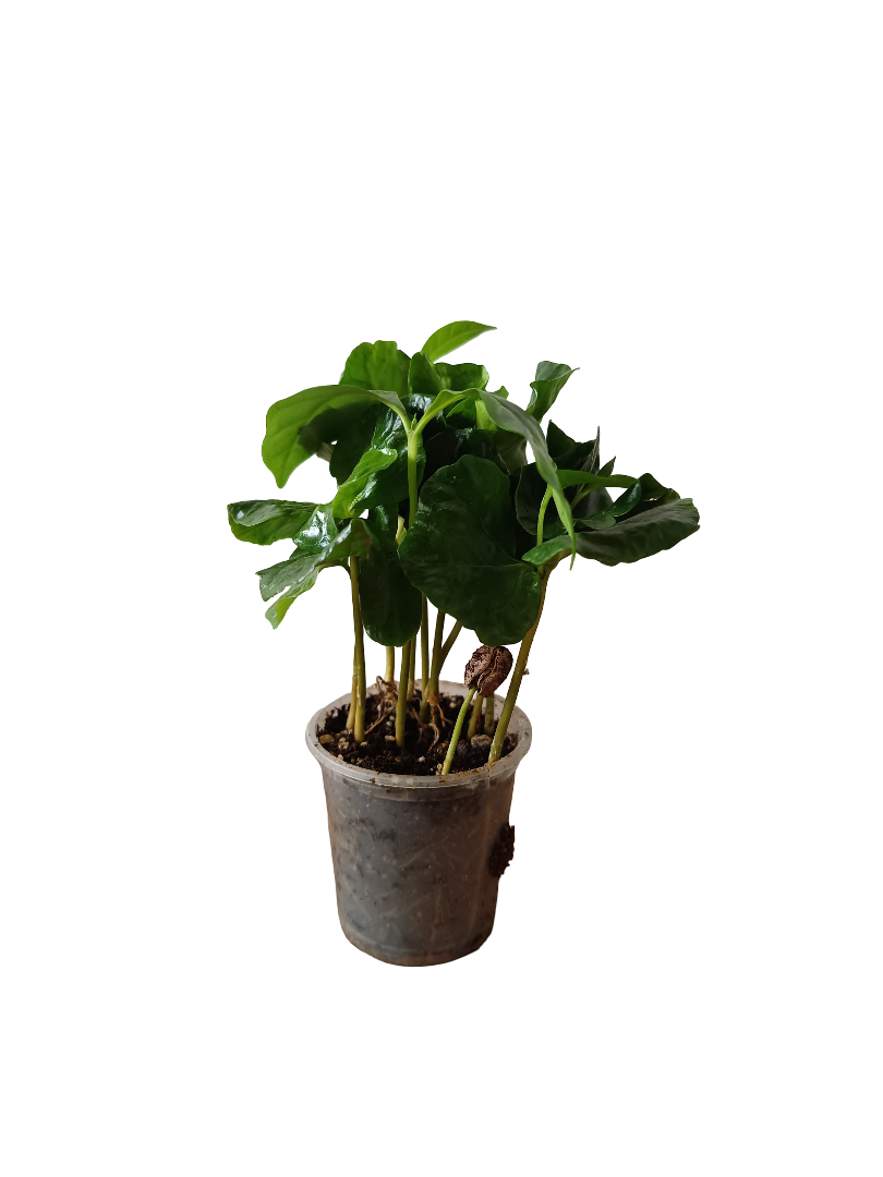 Planta De Cafe De Interior Mini Ø5 Cm_0