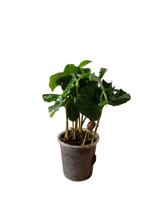 Planta De Cafe De Interior Mini Ø5 Cm_0