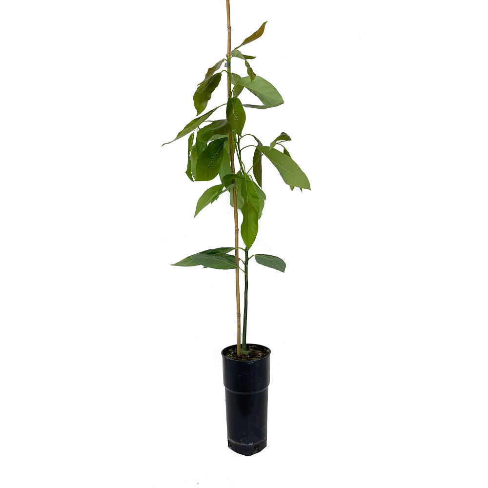 Árbol De Aguacate Hass M20 120cm_0