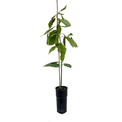 Árbol De Aguacate Hass M20 120cm_0