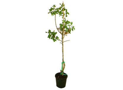 Pistacho Hembra M30 150-170cm