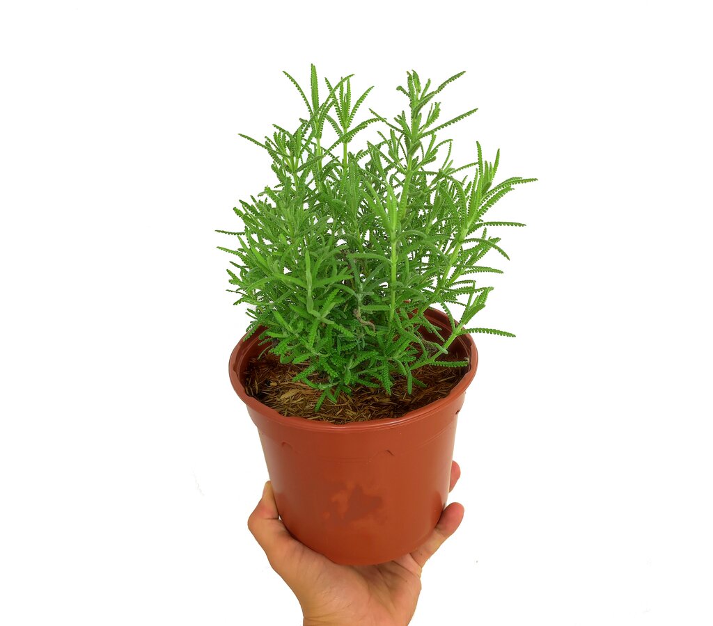 Lavanda Dentata M16_0