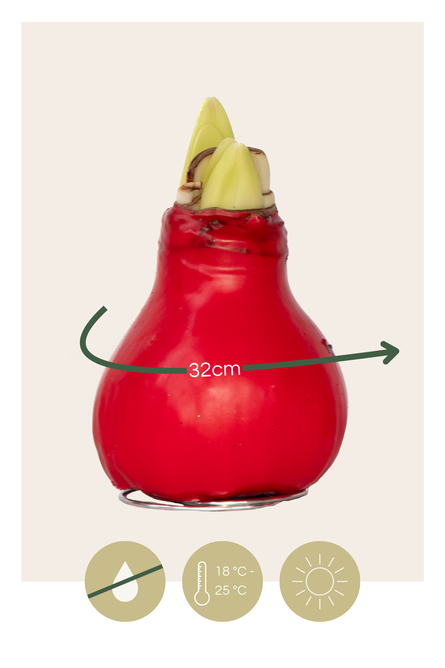 Amarilis - Hippeastrum 'wax Red' - Bulbo De Flor - Rojo