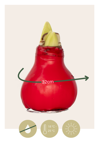 Amarilis - Hippeastrum 'wax Red' - Bulbo De Flor - Rojo