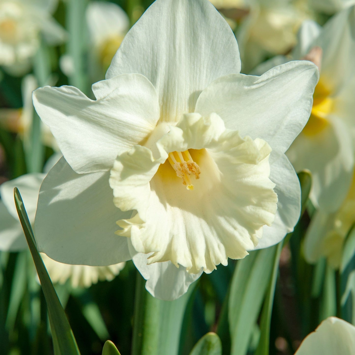 Bulbos De Narcisos - 30 Pzs - Narcissus 'mount Hood' - Bulbos De Flores