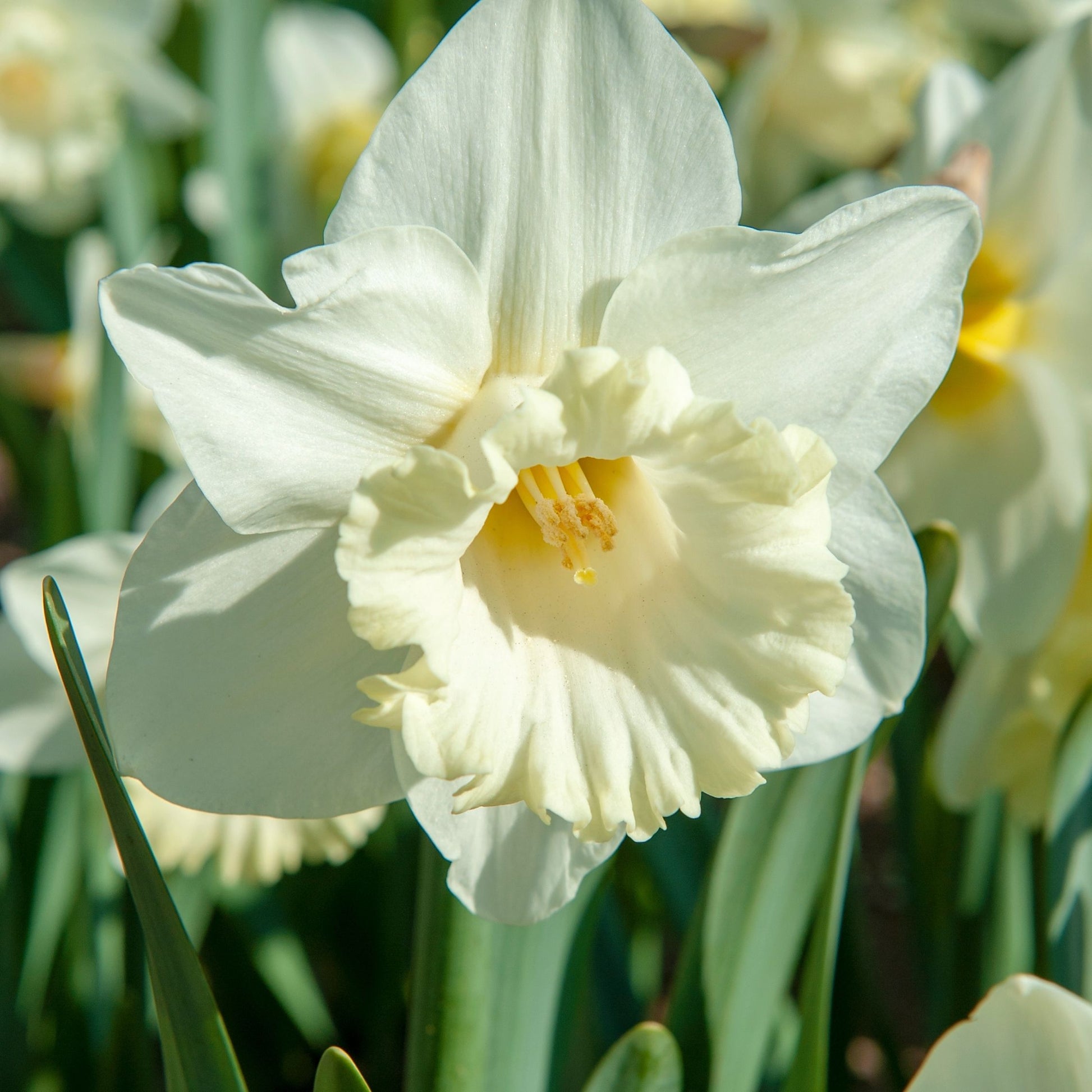 Bulbos De Narcisos - 30 Pzs - Narcissus 'mount Hood' - Bulbos De Flores