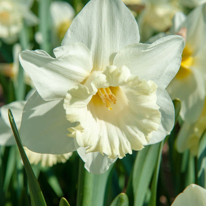 Bulbos De Narcisos - 30 Pzs - Narcissus 'mount Hood' - Bulbos De Flores