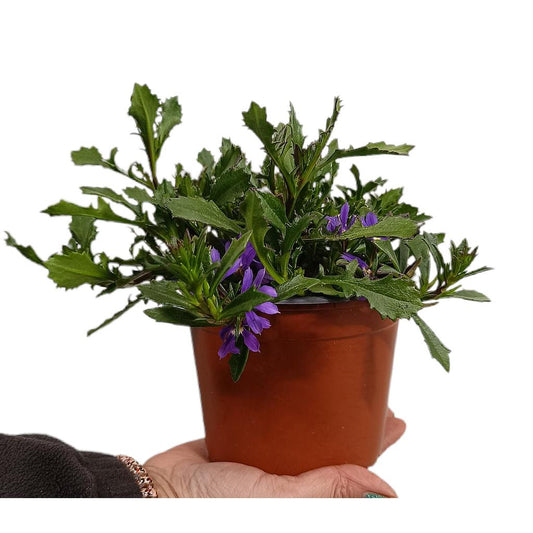 Scaevola M14_0