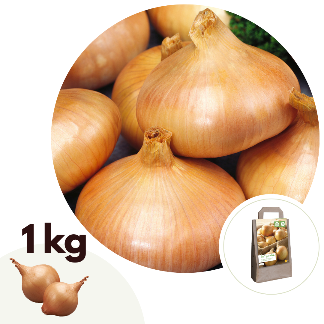 Allium Cepa - 15 Pzs - Onions 'stuttgarter Riesen' - Bulbos De Flores - Verde_0