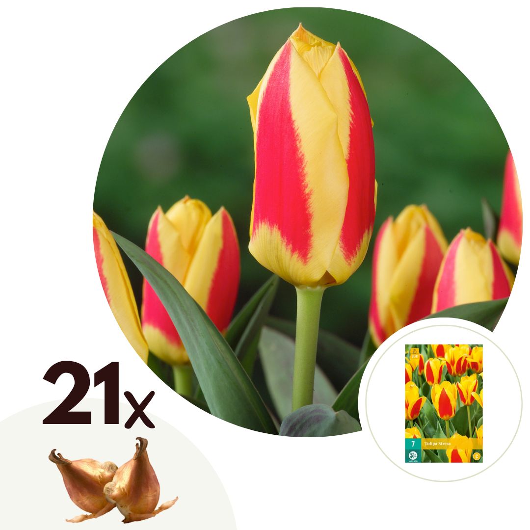 Bulbos De Tulipán - 21 Pzs - Tulipa 'stresa' - Bulbos De Flores - Blanco_0