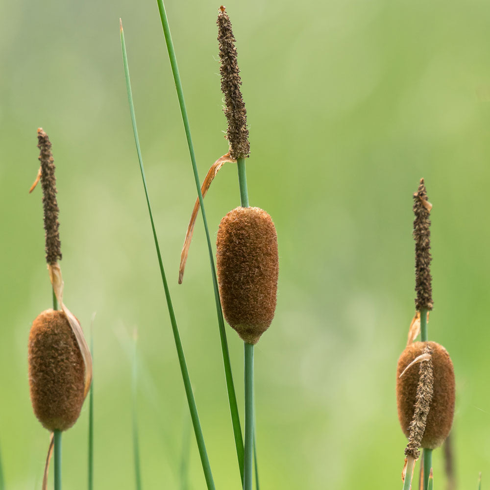 Espadaña Enana Typha Minima Planta Estanque - Set 4 Plantas Con Cesta Sustrato_1
