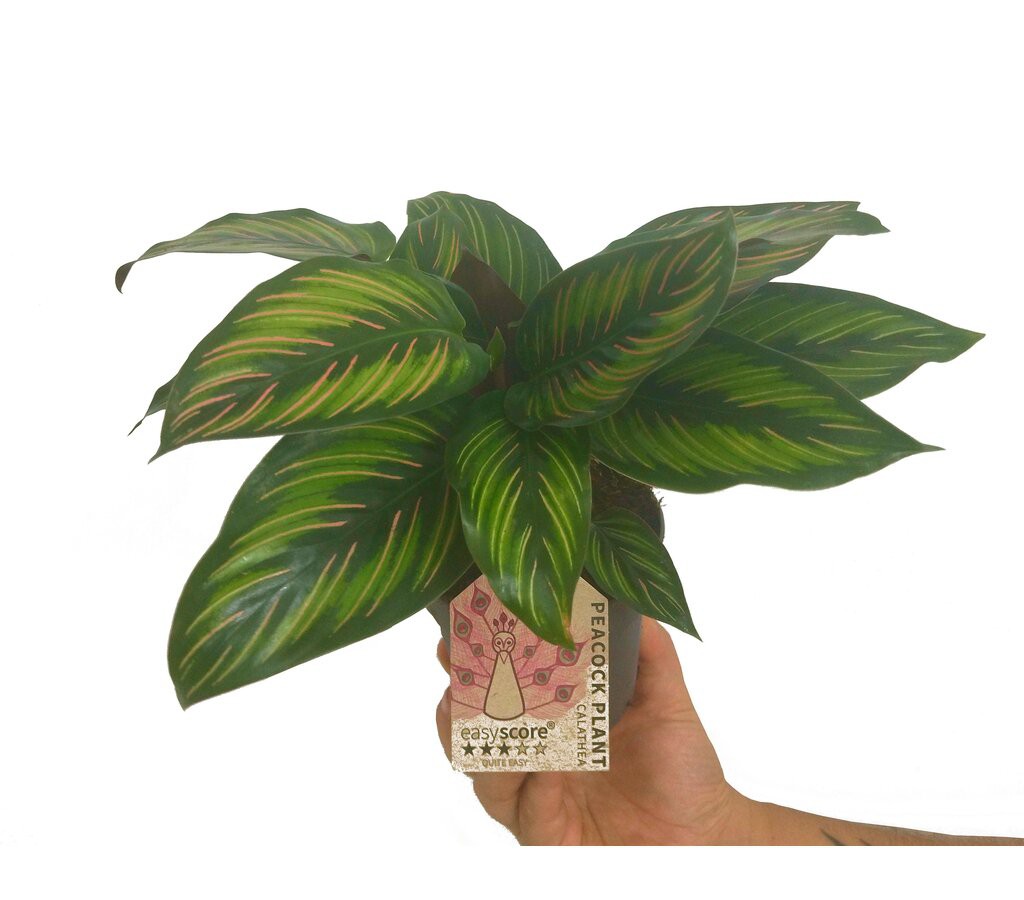Planta Natural Calathea Majestyc M11 Perfecta Para Interior_0