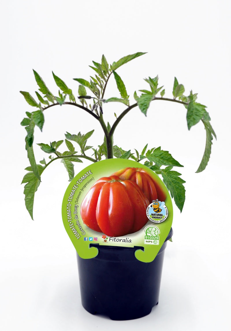Plantón Tomate Corazón De Buey En Maceta 10,5 Cm. Natural - Fitoralia_0