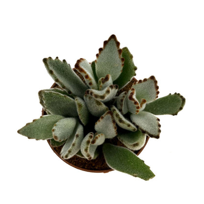 Kalanchoe Tomentosa Cactus Y Suculentas