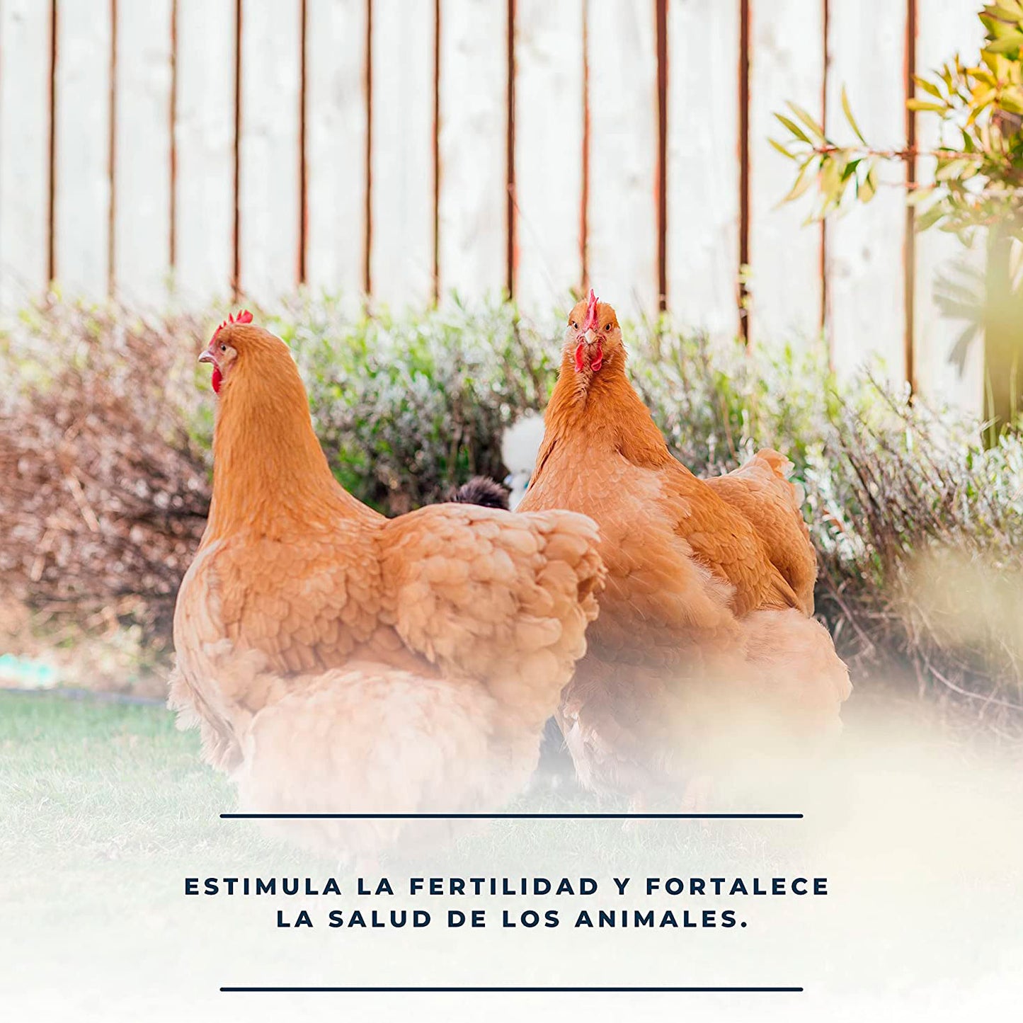 Estimula La Fertilidad De Las Aves De Corral - Productos Naturales Para Cría De Gallinas, Patos Y Otras Aves -1l_3