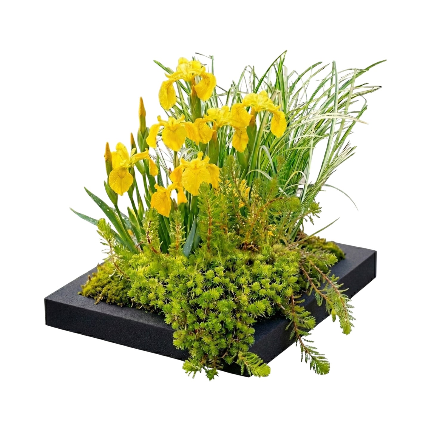 Isla Filtrante Para Estanque 25x25 Cm - Set Completo Con 4 Plantas_0