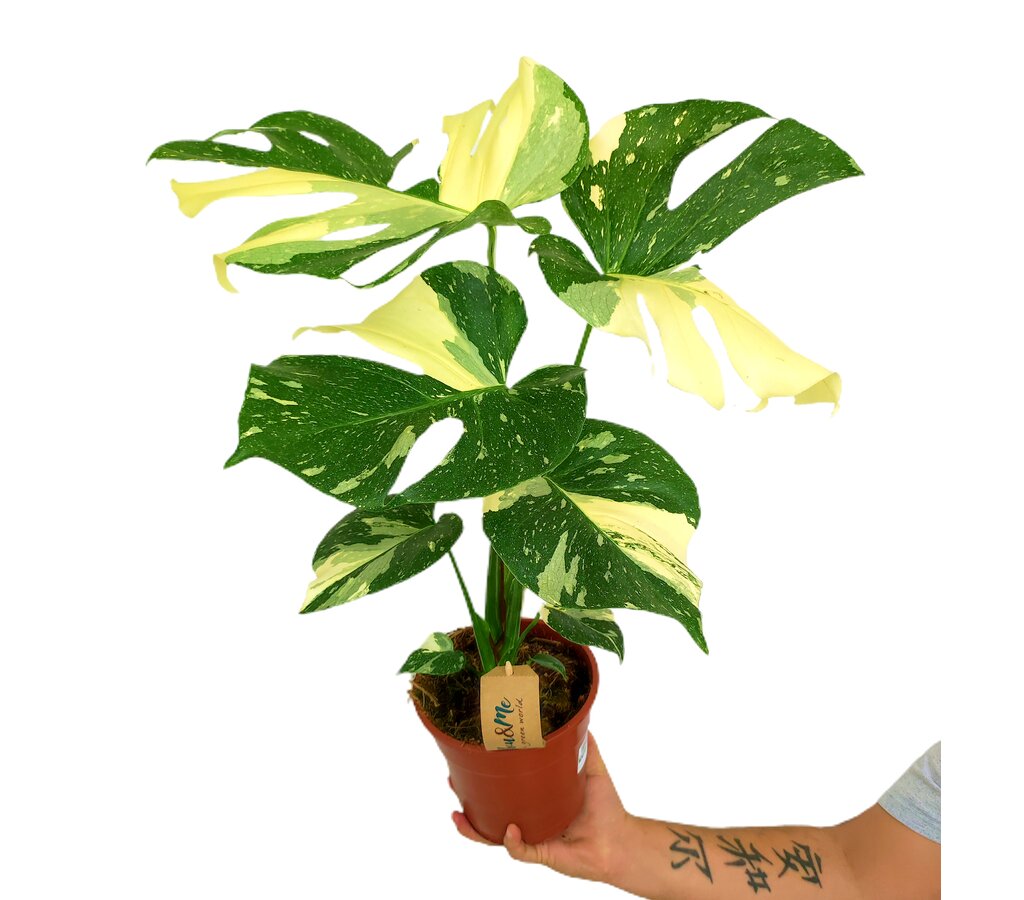 Monstera Thai Constelation M17 50cm_3