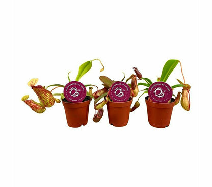 Nepenthes Mix M6 (unidad)_0