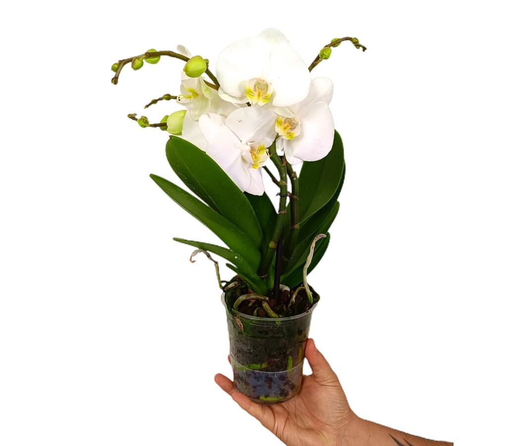 Phalaenopsis Boho Blanca M12 45cm_0