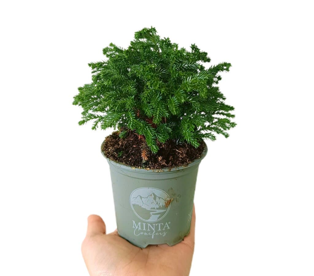 Chamaecyparis Pisifera M9_0