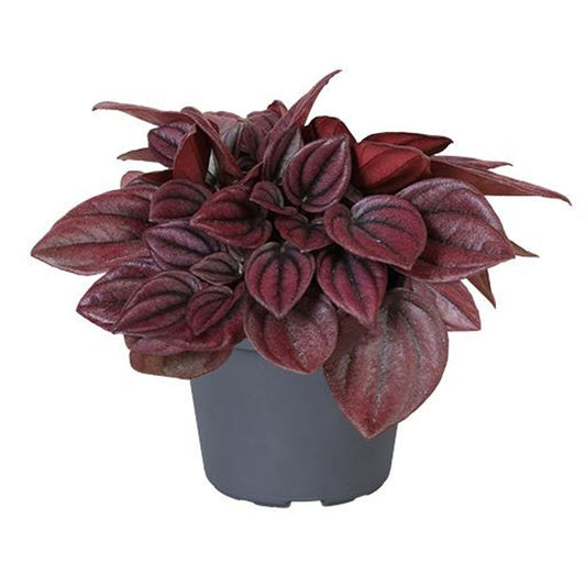 Planta Peperomia Cayenne De Interior Mini Ø5 Cm_0