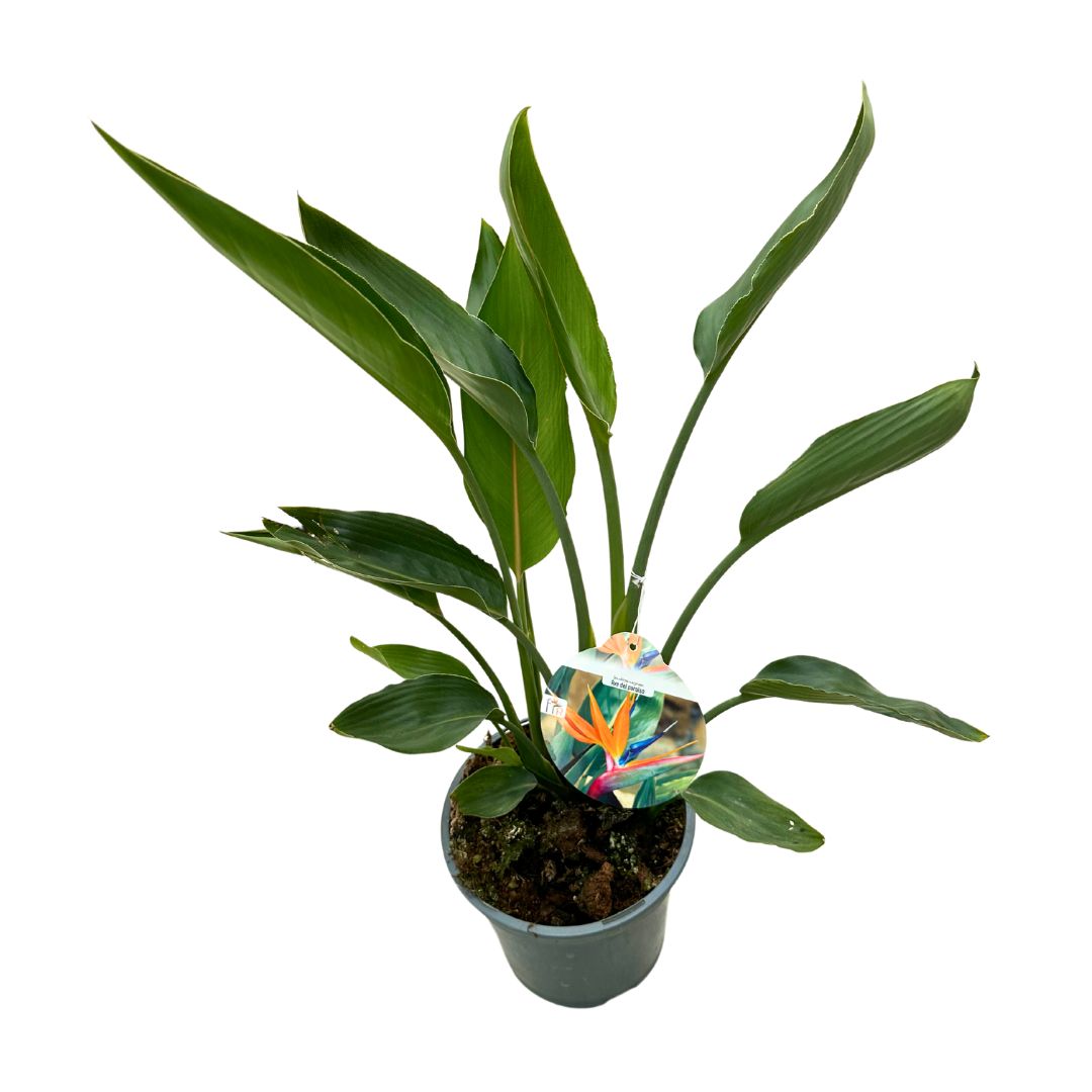 Strelitzia Reginae Planta De Jardín (ave Del Paraíso) Maceta 14cm_0