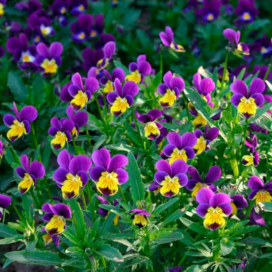 Semillas Pensamiento Ecológicas_0