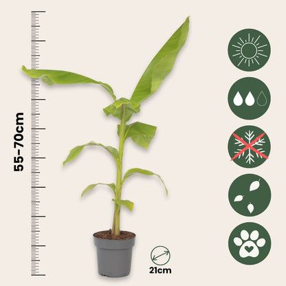 Platanera - 2 Pzs - Musa Basjoo - Altura 55-70cm - ⌀21cm_2