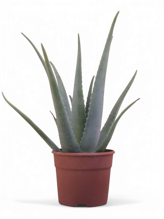 Planta De Aloe Vera Ecológica. Tamaño Mínimo De Las Pencas 50 Cm.  Maceta 20 cm. Hija de planta madre de más de 20 años.