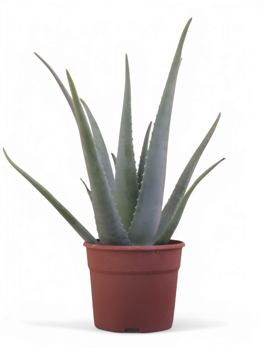 Aloe Vera Planta Natural Ecológica. Tamaño Mínimo Hojas 50 Cm. Maceta 20 Cm. Hija De Planta Madre De Más De 20 Años_0