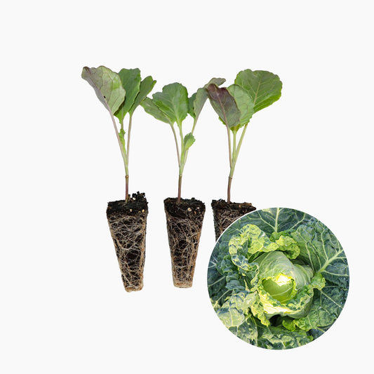 Plantón Col de Pasqua 10 Unidades - PlantaBo_0