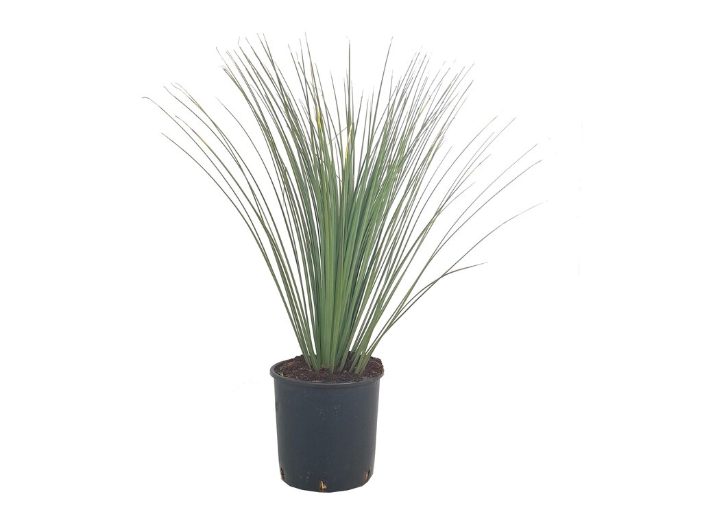 Dasylirium Longissimun M25 85cm (junquillo)_0