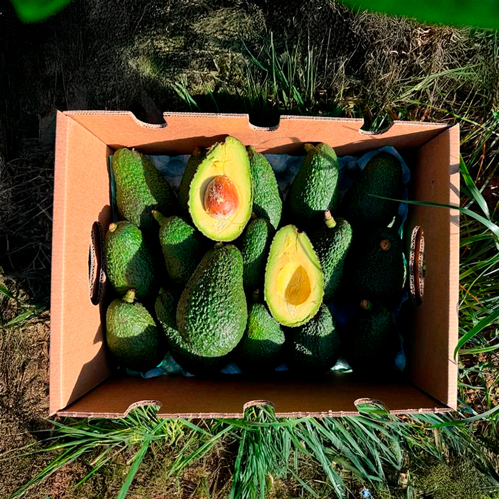 Caja 9kg De Aguacates Hass Ecológicos Tropitop_1