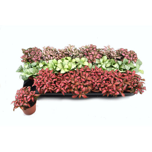 Fittonia Variada M8_0