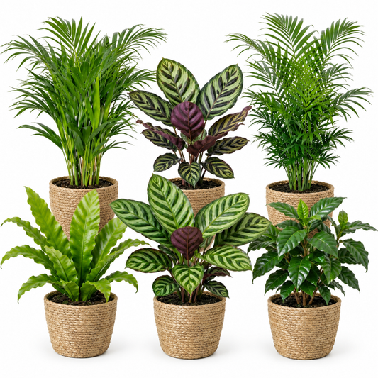 Plantas De Interior - 6 Con Cesta - Purificadoras Y Fáciles De Cuidar_0