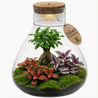 Mini Terrario Diy - Ecosistema Autosuficiente_0