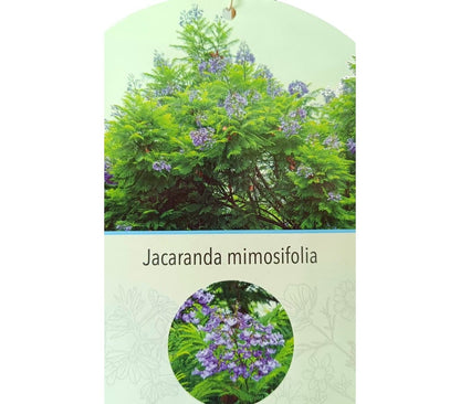 Jacaranda Mimosifolia M30 190-210cm