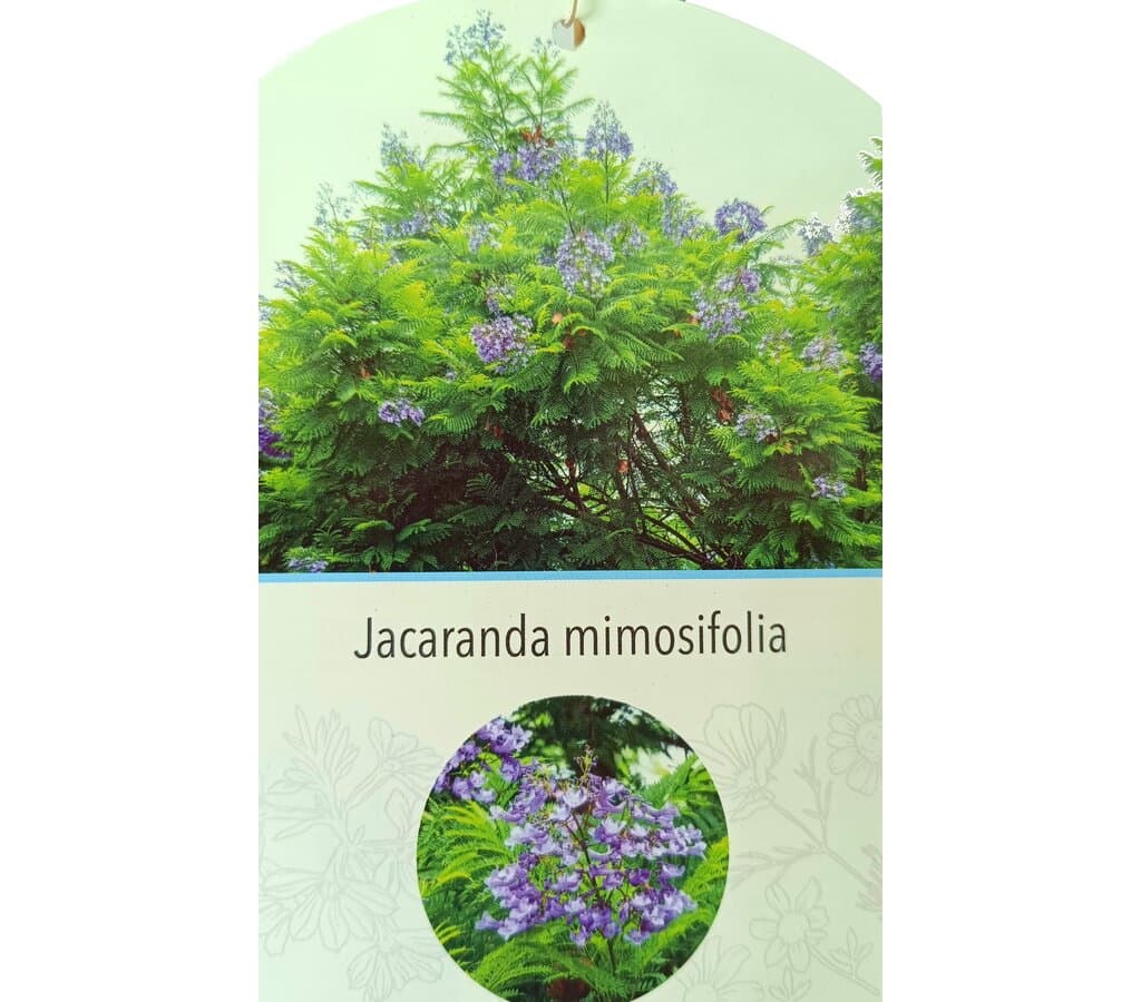 Jacaranda Mimosifolia M30 190-210cm_1