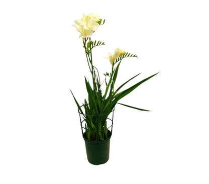 Freesia M14 50cm_0