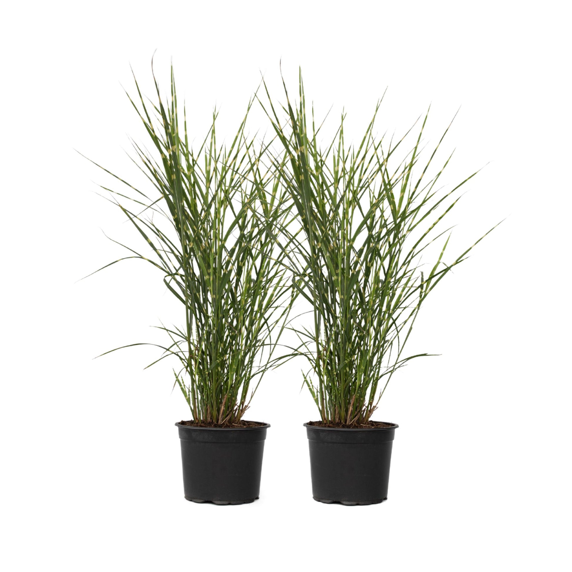 Pasto Plateado Chino - 2 Pzs - Miscanthus 'zebrinus' - Altura 20-30cm - ⌀23cm