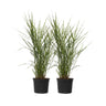 Pasto Plateado Chino - 2 Pzs - Miscanthus 'zebrinus' - Altura 20-30cm - ⌀23cm