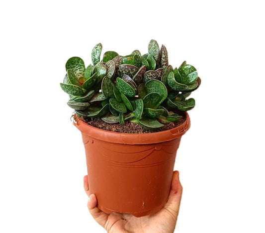 Adromischus Maculatus M17_0