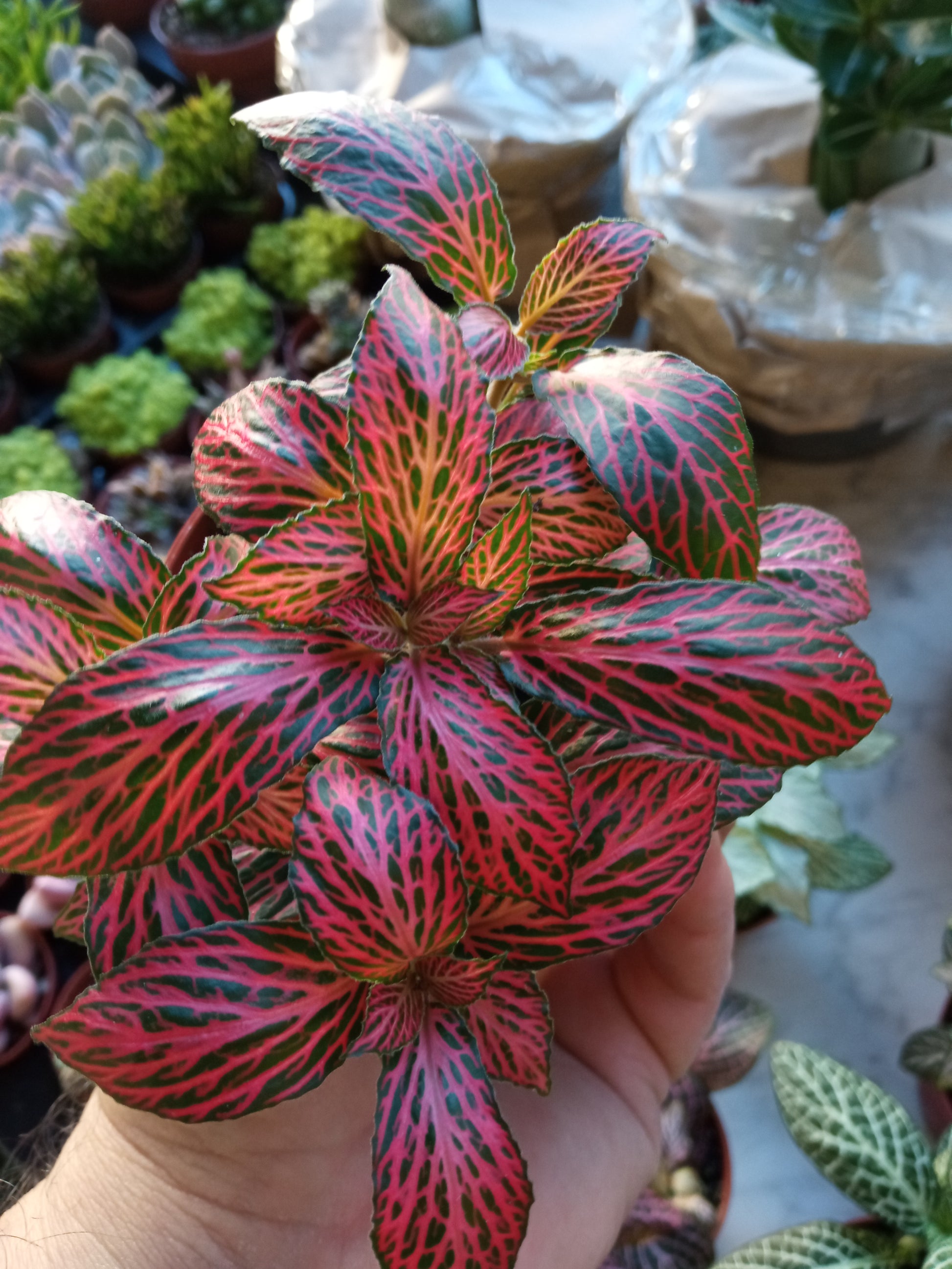 1 Planta Surtida Fittonia De Colores Ø8