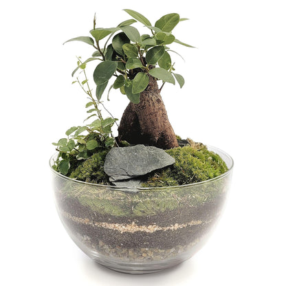 Terrario Erawa Ficus Retusa Ø8 x 28 cm