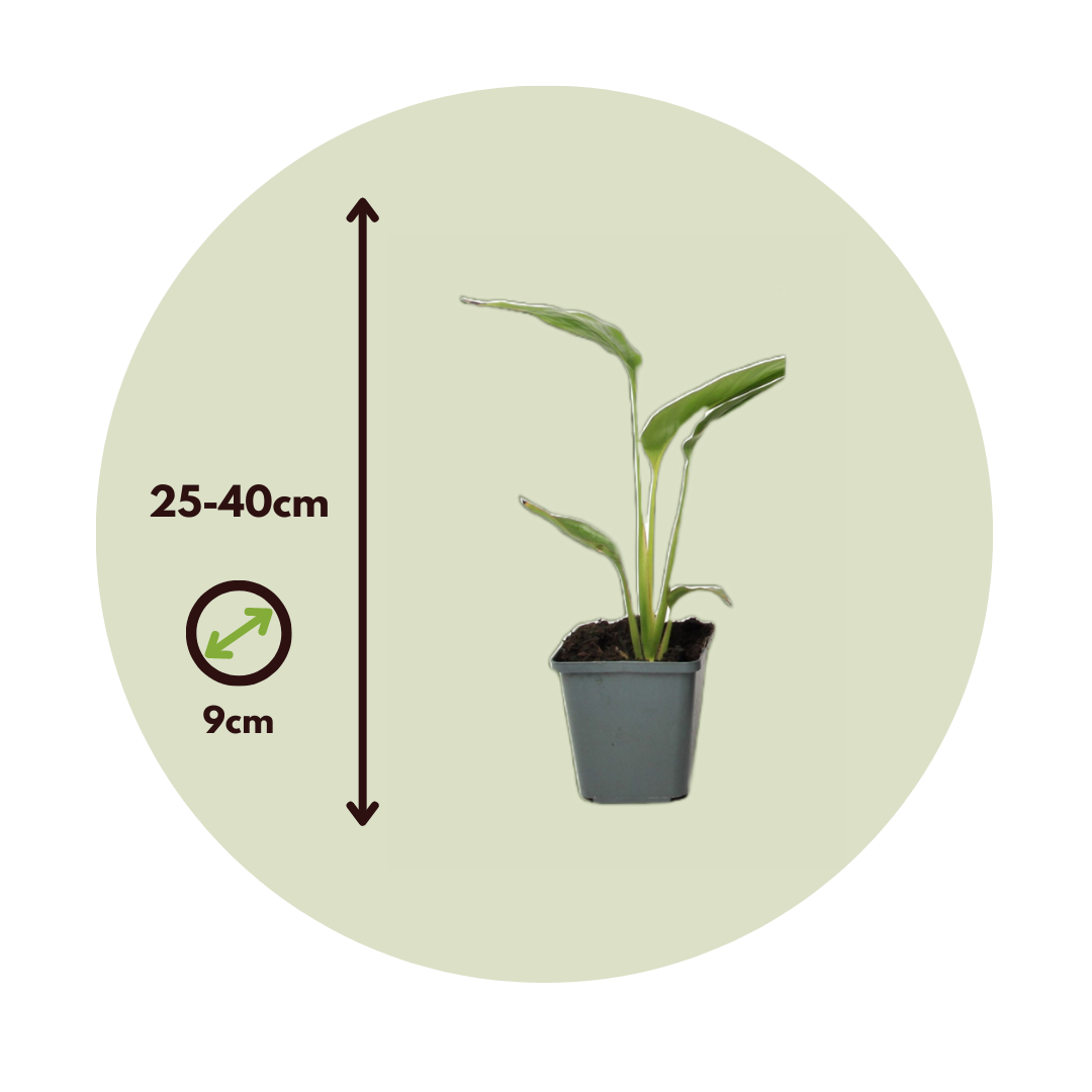 Árbol Del Viajero - 6 Pzs - Ravenala Madagascariensis - Altura 25-40cm - ⌀9cm_2