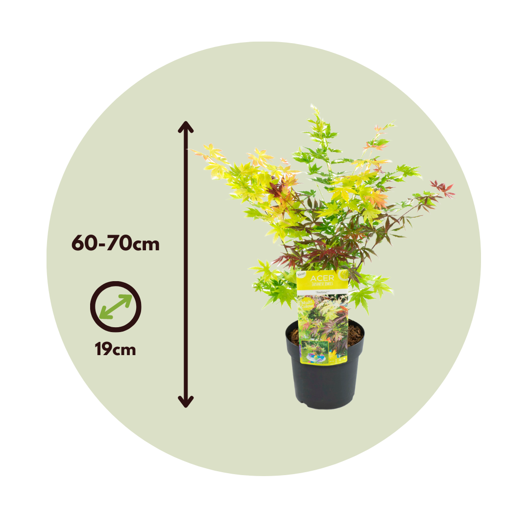 Arce Japonés - Acer Palmatum 'festival' - Altura 60-70cm - ⌀19cm_2